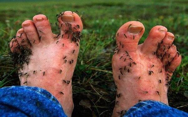 Crónica / Con tanta lluvia preocupa la invasión de ñati'u, cháke la dengue he'i Salud