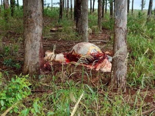 Crónica / ¡Ya no hay respeto! abigeos ahora faenan hasta caballos