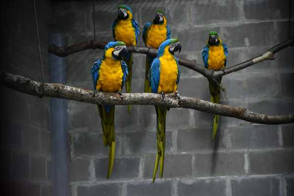 Itaipu busca que el gua’a kaninde pueda volar de nuevo en la “tierra de los loros” - La Clave