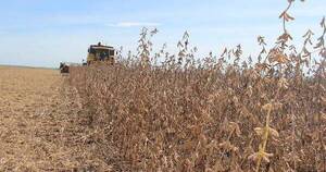 La Nación / Paraguay enviará 700 mil toneladas de soja menos