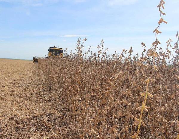 Paraguay enviará 700 mil toneladas de soja menos