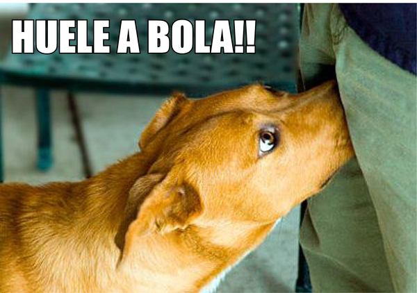 ¿POR QUÉ LOS PERROS HUELEN LA ENTREPIERNA DE LAS PERSONAS? - La Voz del Norte