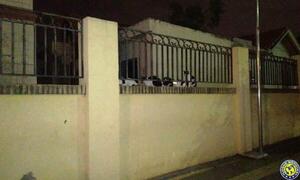 Rescatan 20 gatos del cementerio de Luque •