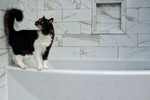 Los gatos sí se bañan: pero no con tanta frecuencia