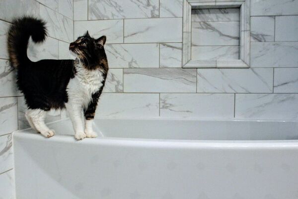 Los gatos sí se bañan: pero no con tanta frecuencia