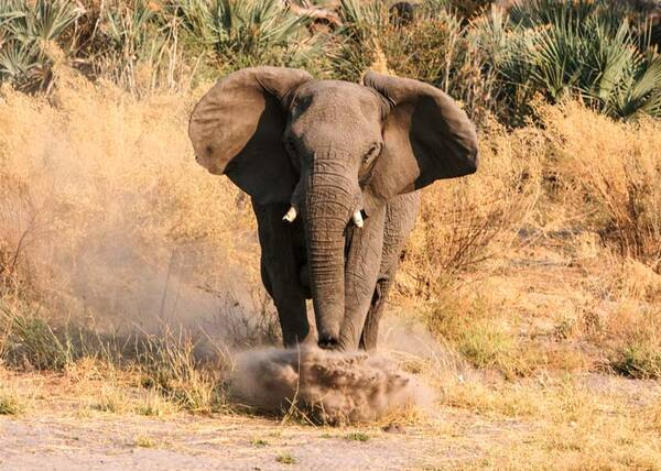 Diario HOY | Un elefante mata a investigador colombiano en Uganda