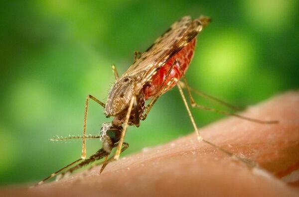 Abundan mosquitos y hay riesgo de ingreso de malaria al país - Nacionales - ABC Color