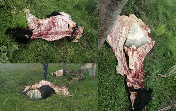 Abigeos roban a anciana en silla de ruedas en Coronel Oviedo – Prensa 5