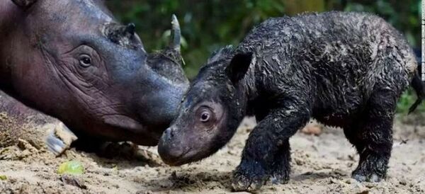Nace una cría del extraño rinoceronte de Sumatra, una especie en peligro de extinción