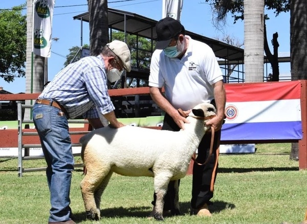 Hampshire se prepara para “reflejar el gran potencial de la raza”