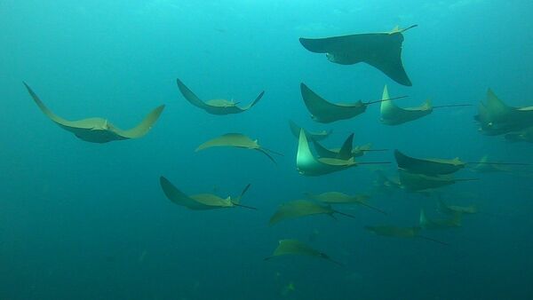 Marcan 10 mantarrayas para identificar patrones migratorios