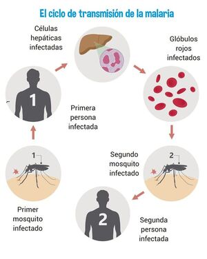Día Mundial del Paludismo o Malaria - Escolar - ABC Color
