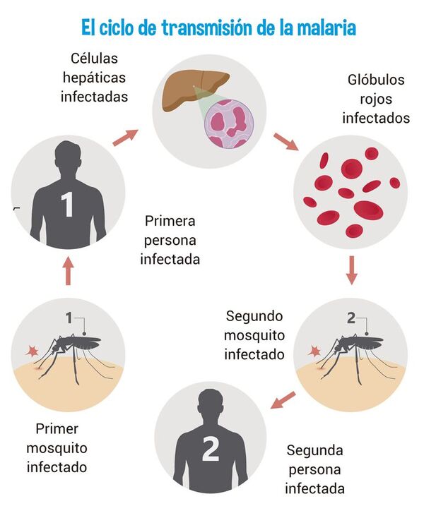 Día Mundial del Paludismo o Malaria - Escolar - ABC Color