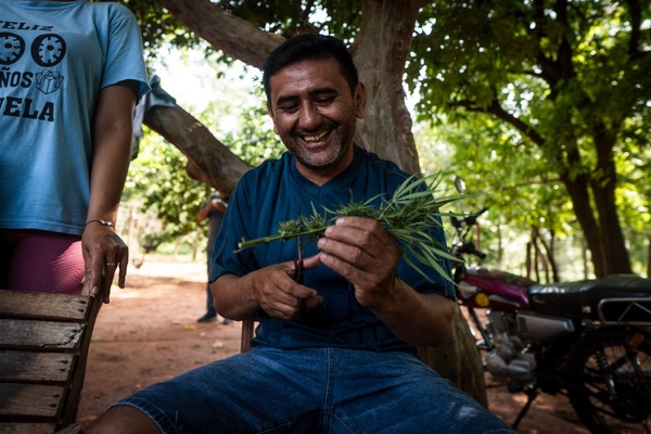 En Horqueta llevarán adelante la primera cosecha de cannabis medicinal