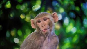 Los monos rhesus pueden percibir sus propios latidos