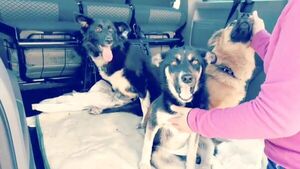 Viaja 5.000 kilómetros para salvar a treintena de perros de Ucrania