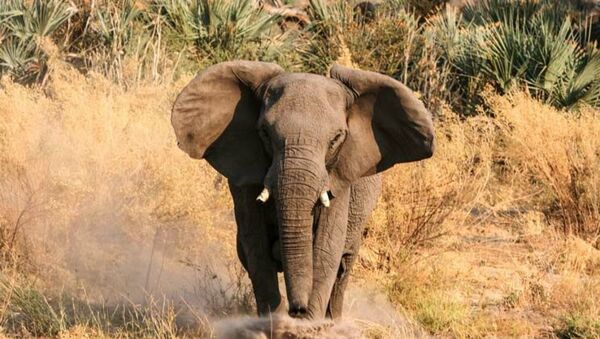 Un elefante mata a investigador colombiano en Uganda - Radio Imperio
