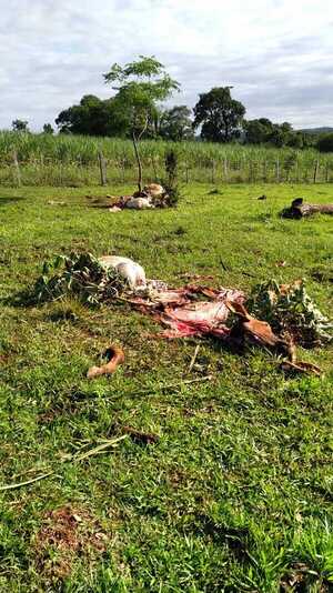Suman los hechos de abigeato, faenan 3 animales vacunos en Cambyretá