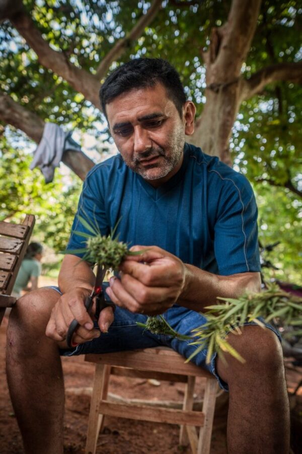 COSECHAN CANNABIS MEDICINAL EN HORQUETA - La Voz del Norte