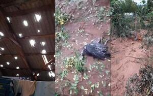 Granizo perforó techos, mató gallinas y daño plantaciones en Repatriación – Prensa 5