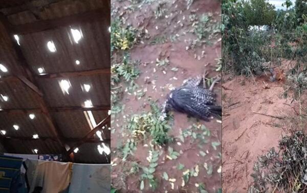 Granizo perforó techos, mató gallinas y dañó plantaciones en Repatriación – Prensa 5