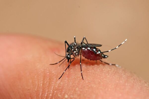 Dengue: confirman seis casos nuevos - Nacionales - ABC Color