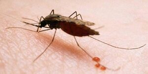Salud fortalece sistema de alerta para evitar reintroducción de la malaria