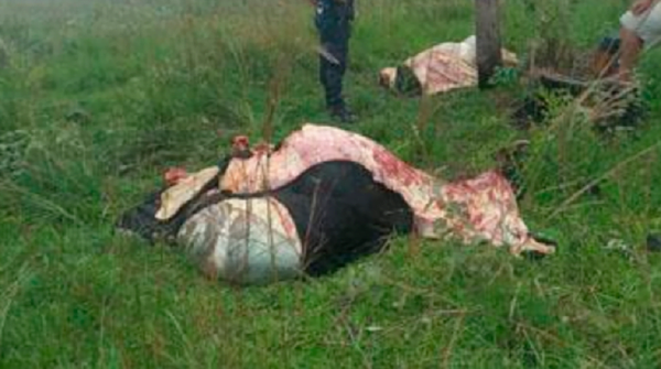 Faenaron vacas de una humilde abuelita que está en silla de ruedas - Noticiero Paraguay