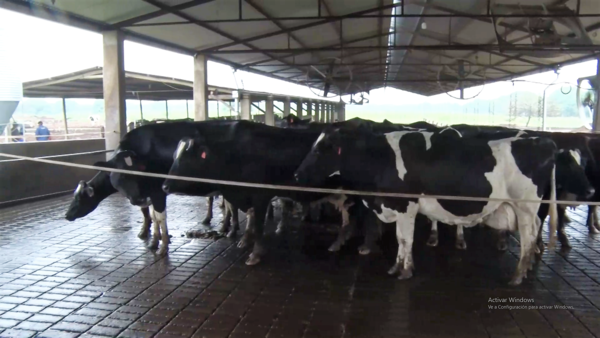 El uso de la tecnología para lograr potenciar la producción de leche en el Chaco