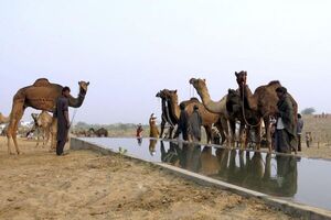 Arabia Saudita oficializa pólizas de seguro para camellos - Mundo - ABC Color