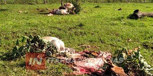 ABIGEATO DE TRES VACUNOS EN CAMBYRETÁ  - Itapúa Noticias