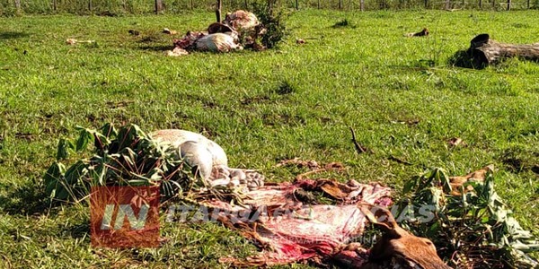 ABIGEATO DE TRES VACUNOS EN CAMBYRETÁ - Itapúa Noticias