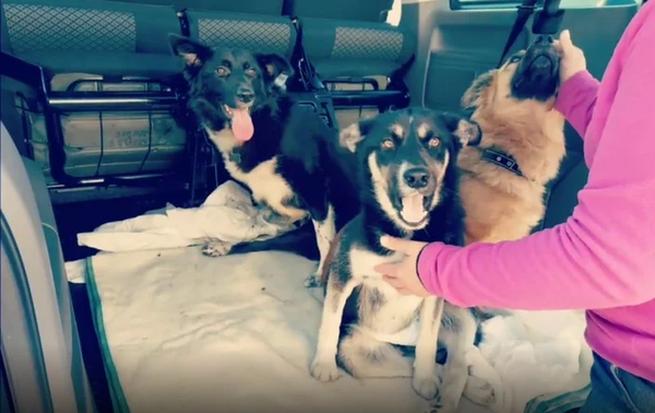 Todo por los animales: viajó 5 mil km para rescatar a perros de la guerra en Ucrania