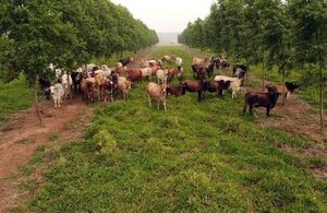 Cría de ganado en sistema silvopastoril y su manejo - Nacionales - ABC Color
