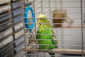 ¿Espejos en las jaulas de aves de compañía? Podría ser problemático - Mascotas - ABC Color
