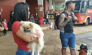 Chofer no permitió que mascota viaje con sus dueños en ómnibus de La Guaireña - OviedoPress