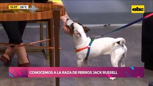 Los perros de la raza Jack Russel  - Ensiestados - ABC Color