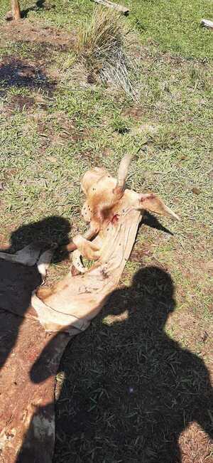 Faenan animal vacuno en Coronel Bogado