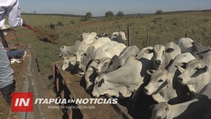 SITUACIÓN PECUARIA DEPENDE DE BUENOS RESULTADOS DE LA ZAFRIÑA - Itapúa Noticias