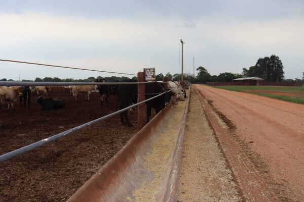 Brasil: proyectan mejora para la rentabilidad de los feedlots