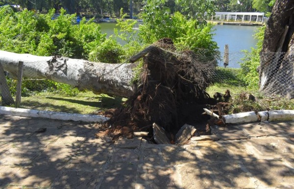 Niño muere aplastado por un árbol en Villarrica - Noticiero Paraguay