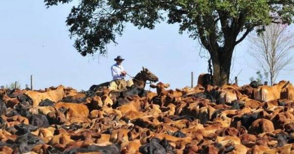 La Nación / Exportación de ganado en pie es una alternativa para generar envíos genuinos del sector, afirman productores