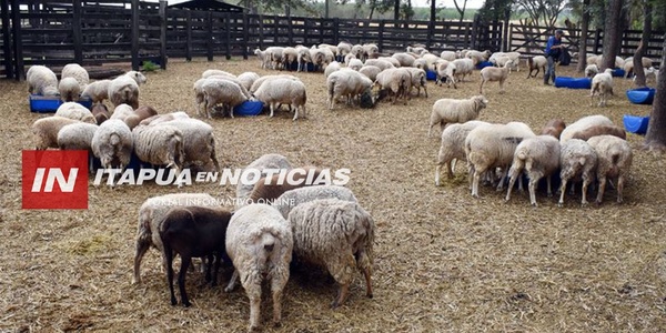 APUNTAN A FORTALECER LA CRÍA DE OVEJAS EN EL PAÍS - Itapúa Noticias