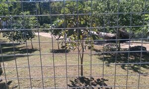 ¡Tragedia en Villarrica! Niño muere tras caerle encima un viejo árbol