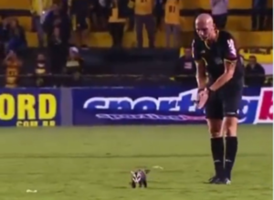 ¡Insólito! Suspenden partido en Brasil debido al ingreso triunfal a la cancha de un ¡mbykure! (VIDEO)