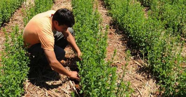 La Nación / Continúan fortaleciendo la producción de stevia en diferentes puntos del país.