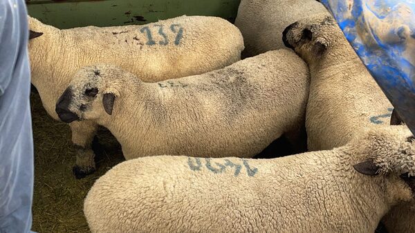 Concretan importación de Hampshire: “Nunca se importó esta calidad de animales”