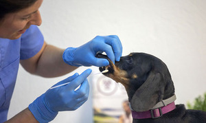 Diario HOY | En Estados Unidos está de moda hacer pruebas de ADN a los perros