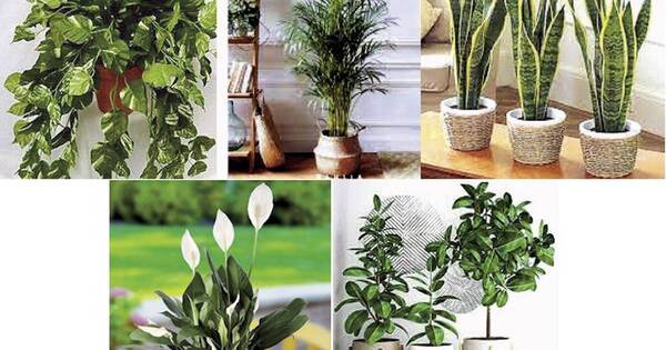 La Nación / Plantas que no deben faltar en la casa porque purifican el aire
