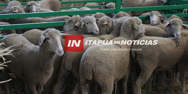 LA ARP ITAPÚA REACTIVA ACCIONES CON FERIA OVINA - Itapúa Noticias
